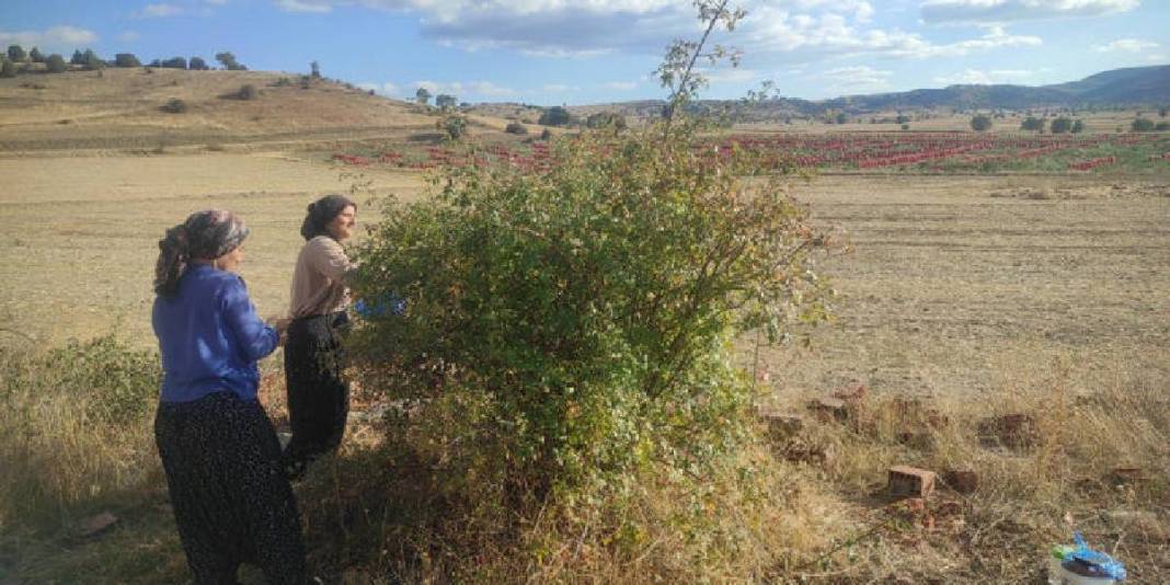 Toplaması emek istiyor, faydaları saymakla bitmiyor! Yozgat’ta zorlu mesai başladı: Mevsiminde hepsi sepetlere doluyor 2